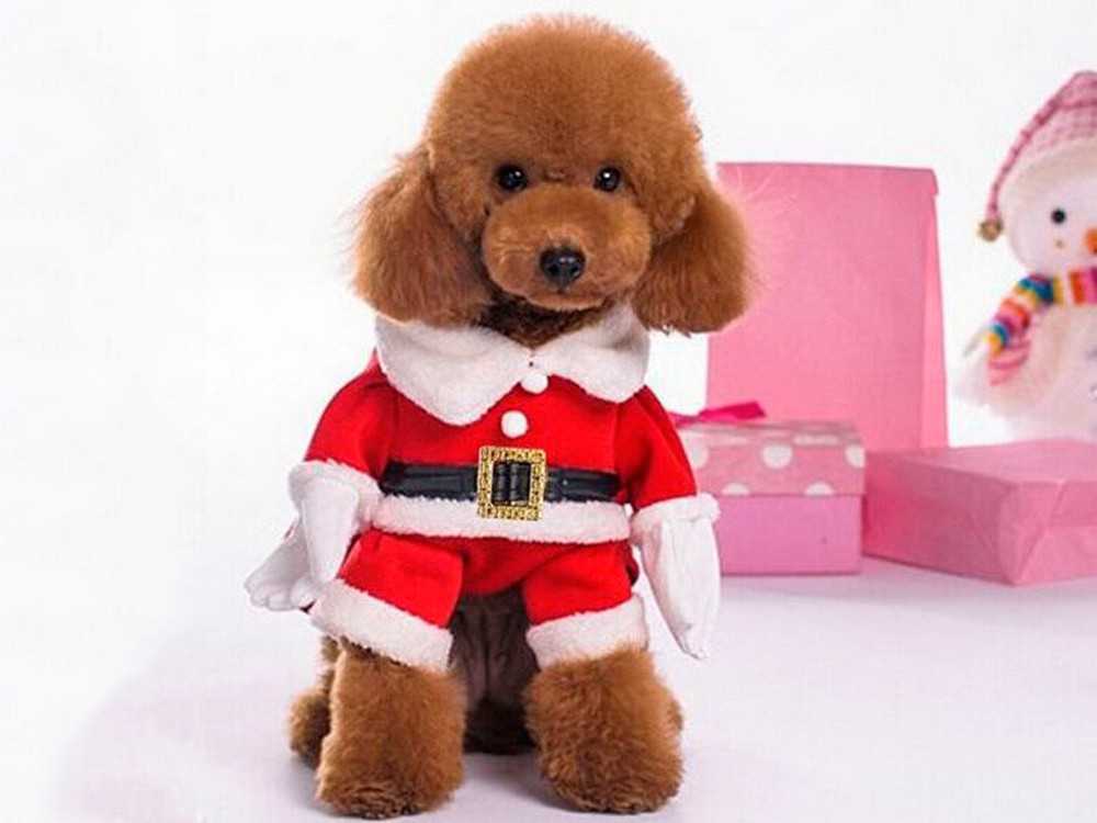 costume da babbo natale per cane natale