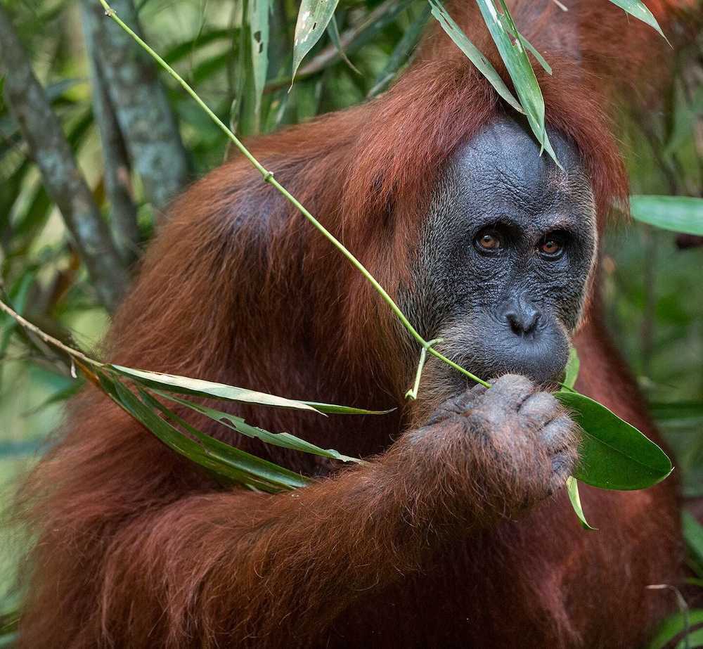 LUSH #SOSsumatra: sapone e shampoo per aiutare gli orangotango