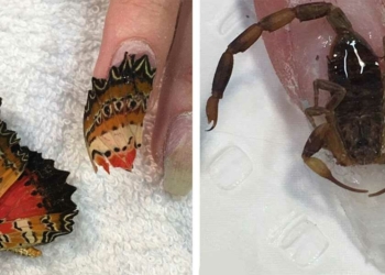 deadly manicure nail art animali veri