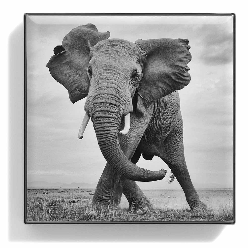 Chantecaille ombretto Elephant