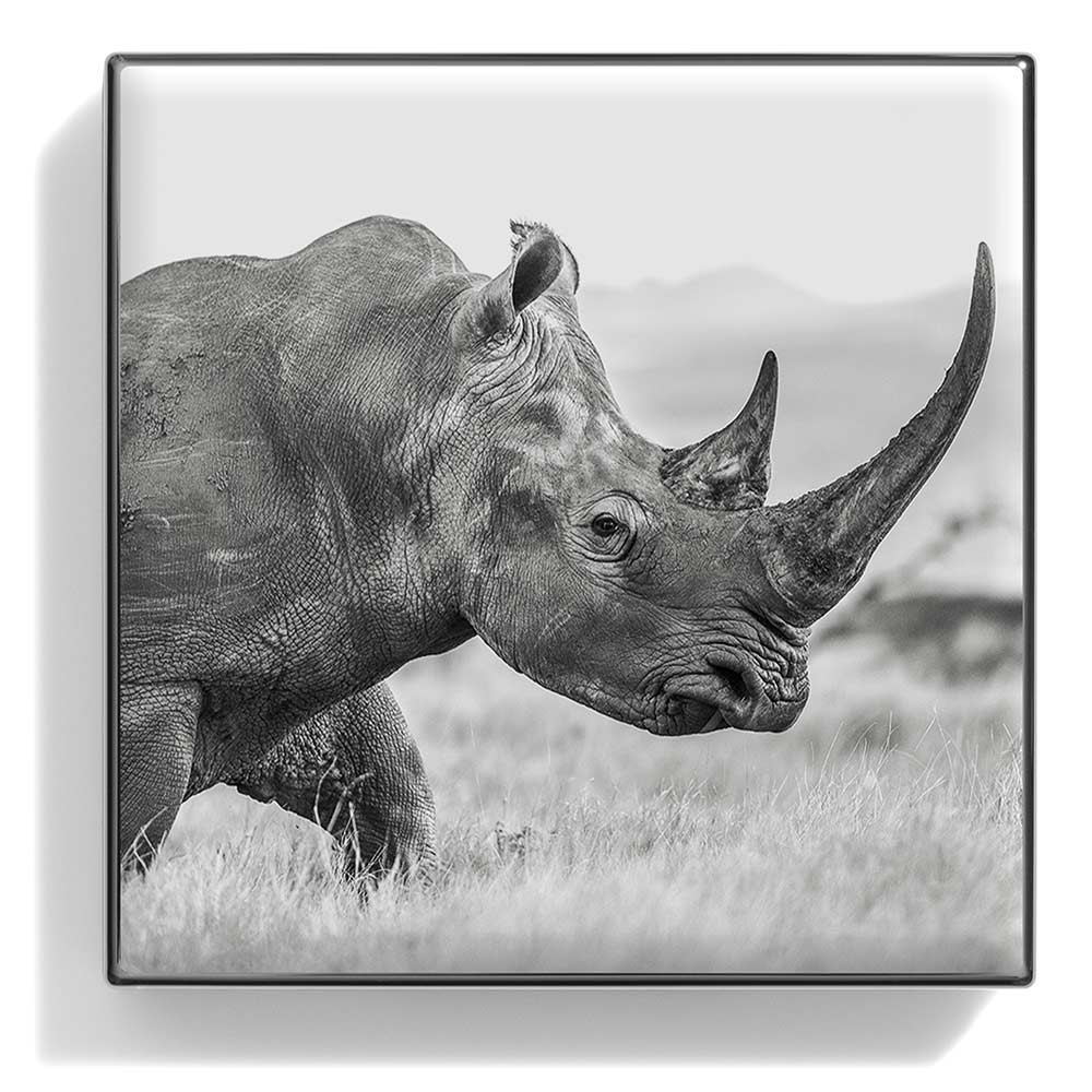 Chantecaille ombretto Rhinoceros