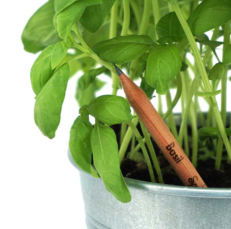 Sprout matita che fiorisce