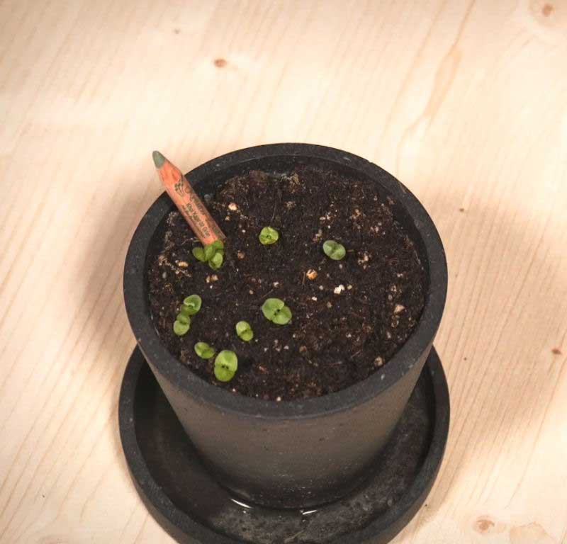 Matita trucco Sprout da piantare