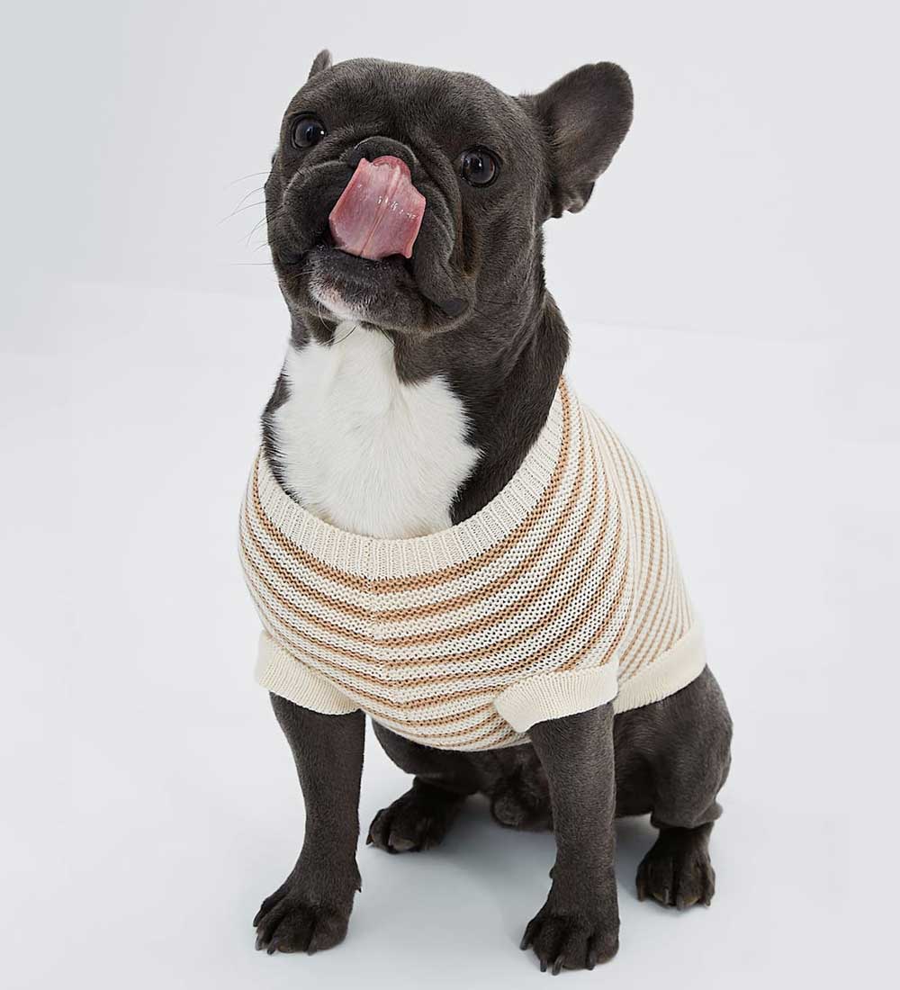 pullover per cani