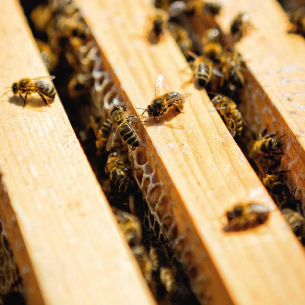 Guerlain per la conservazione delle api