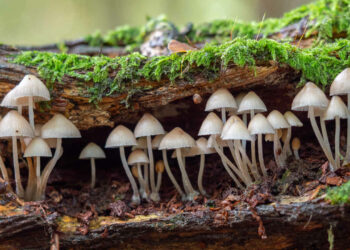 Prodotti beauty a base di funghi