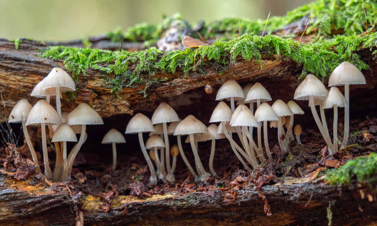 Prodotti beauty a base di funghi