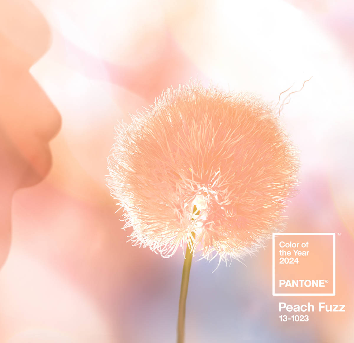 Colore Pantone 2024 Peach Fuzz